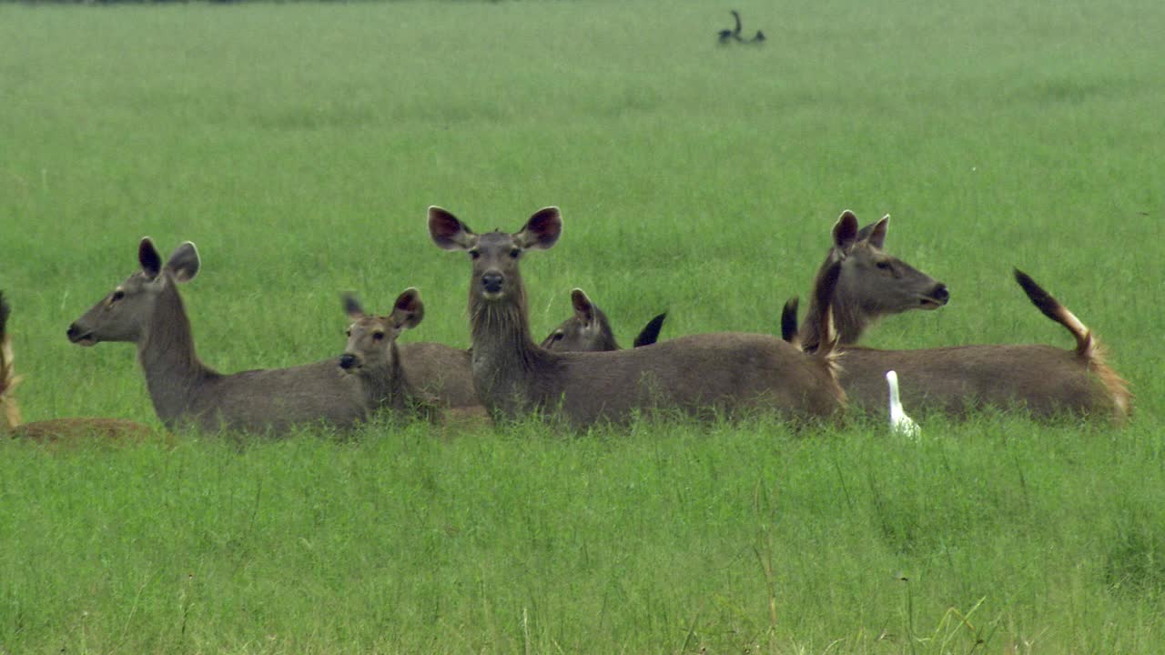 一群黑巴鹿和幼鹿在湿地中，看起来警觉-广泛拍摄视频下载