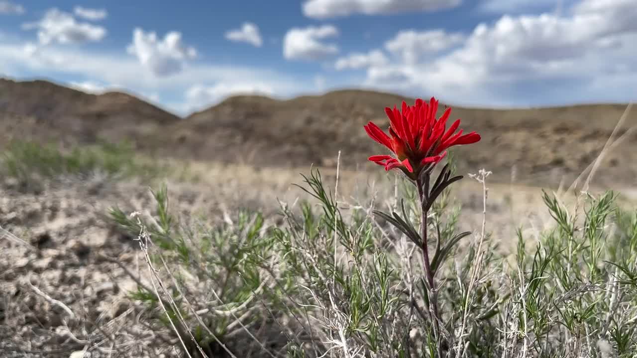 印度画笔自然野花徒步在西部科罗拉多干旱高沙漠在一个阳光明媚的夏日4K视频系列视频下载