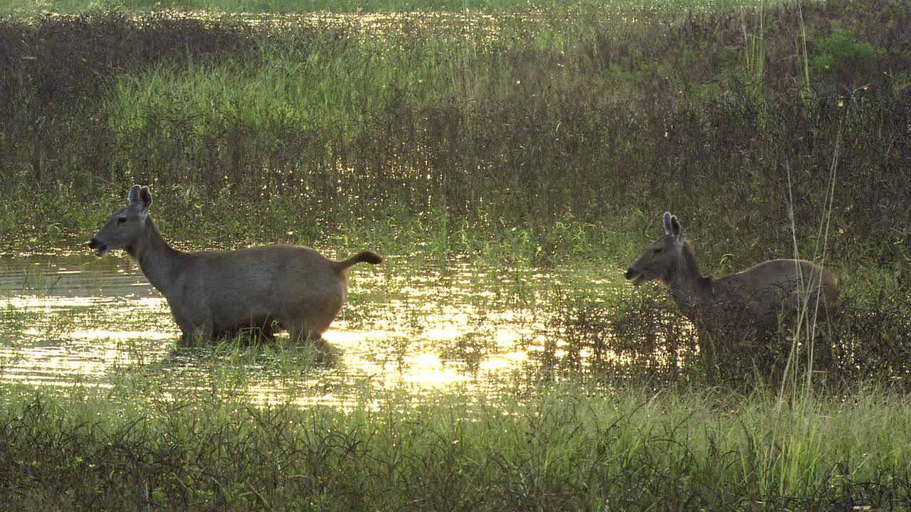 桑巴鹿在湿地吃草-广角拍摄/高角度视角视频下载