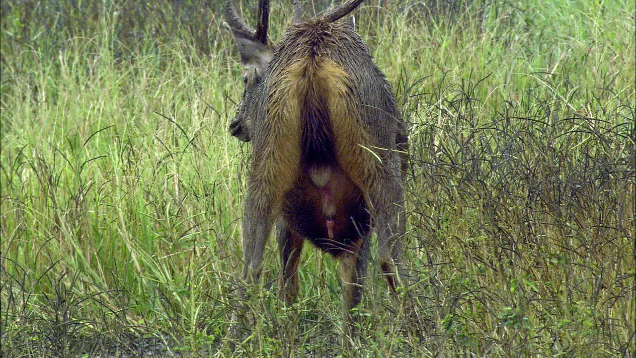 雄黑鹿穿过灌木丛，向雌鹿靠近-中枪视频下载