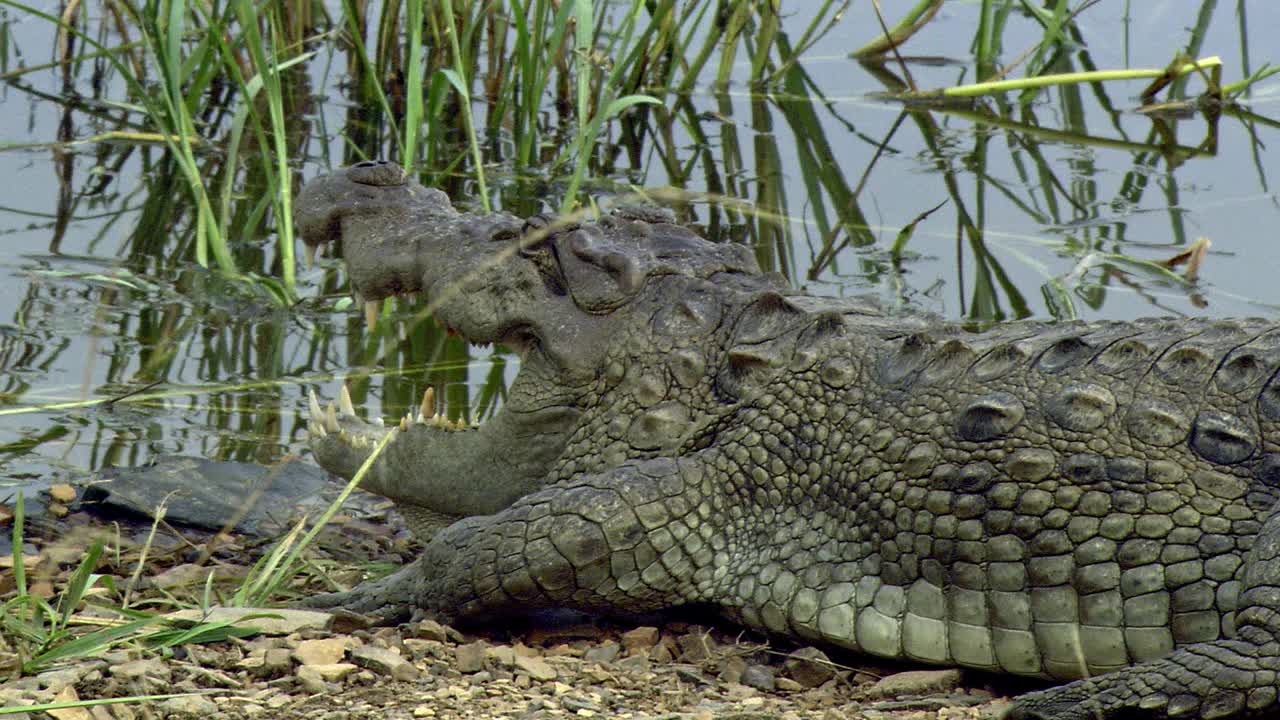 鳄鱼在水边休息，喘着粗气——中镜头视频下载