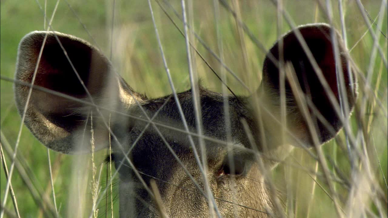 藏在草丛中的黑鹿-特写镜头视频下载