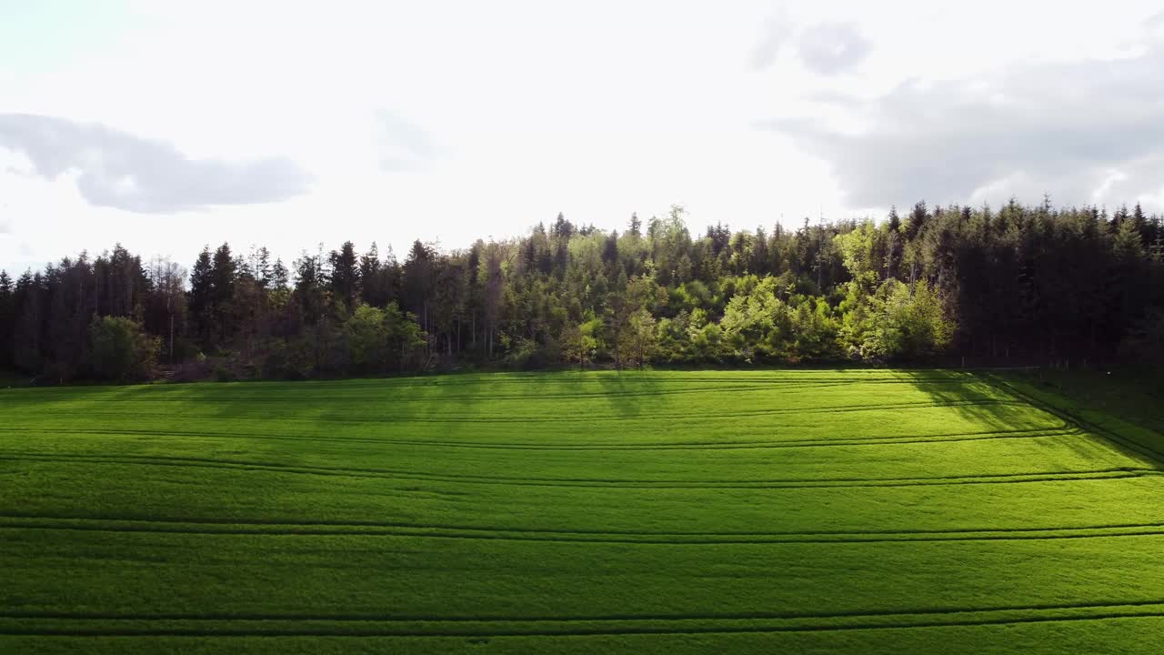 鸟瞰图的绿色麦田在早春与小森林的背景视频下载