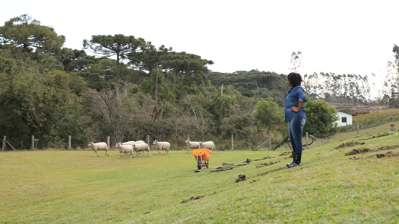 农场工人在草地上看羊视频素材