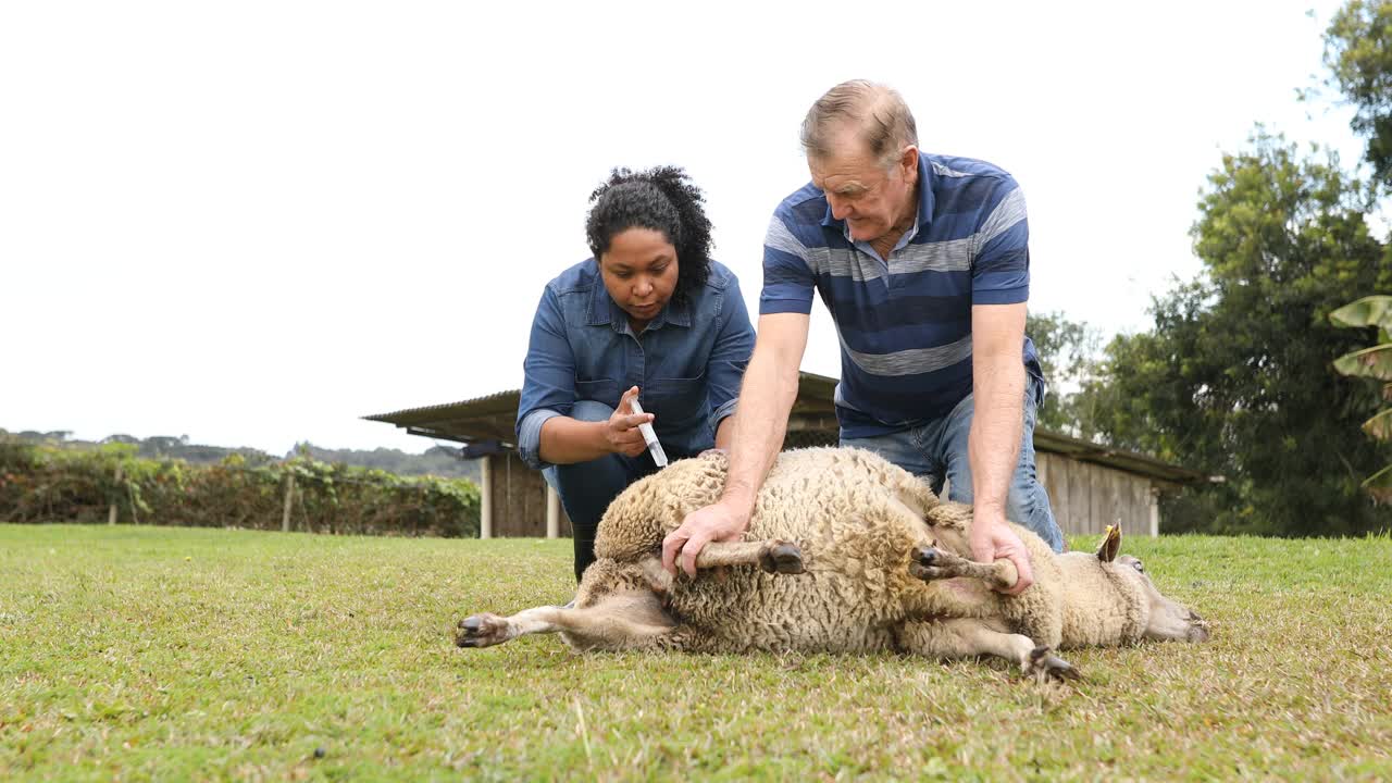 农民们养着羊并接种疫苗视频素材