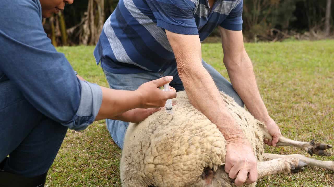 抱羊的男人给女人注射疫苗视频素材