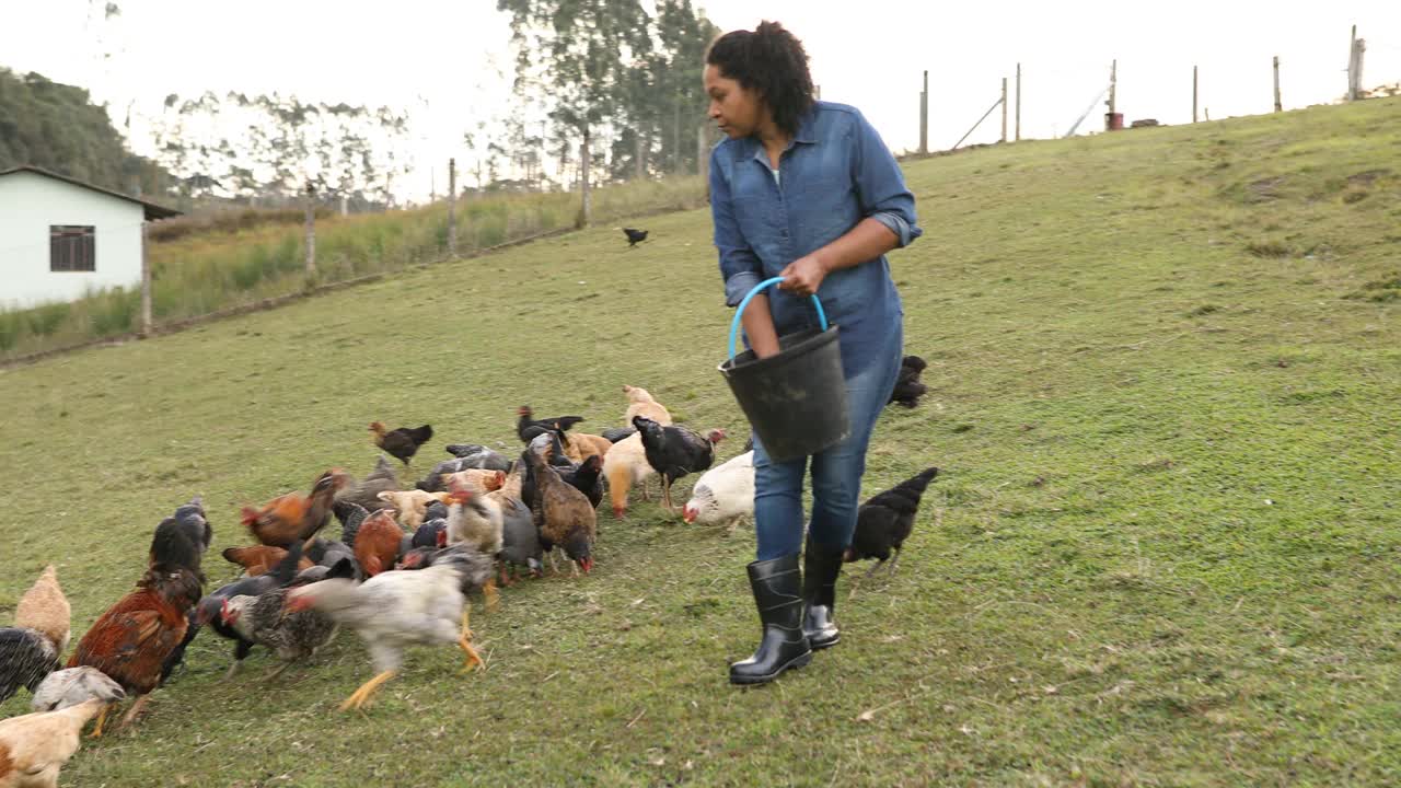 农民在草地上给鸡喂食物视频素材