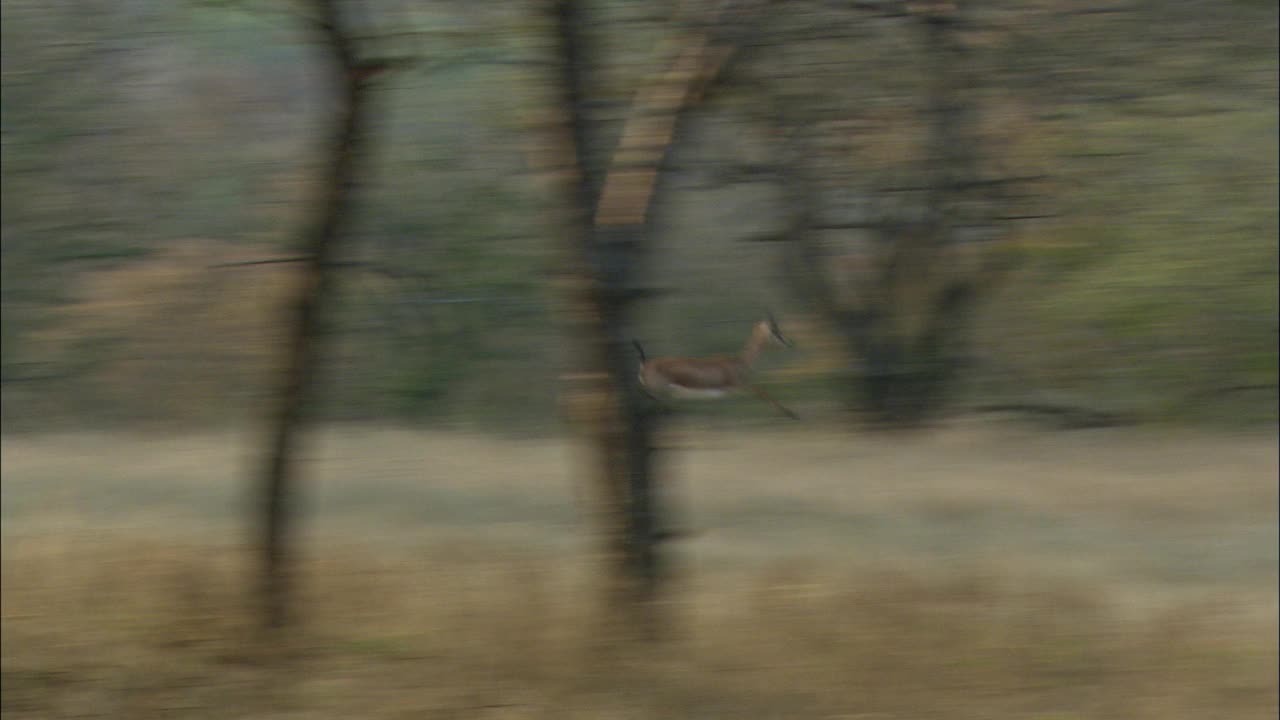 钦卡拉鹿穿过枯草山谷后的林地-长射视频下载