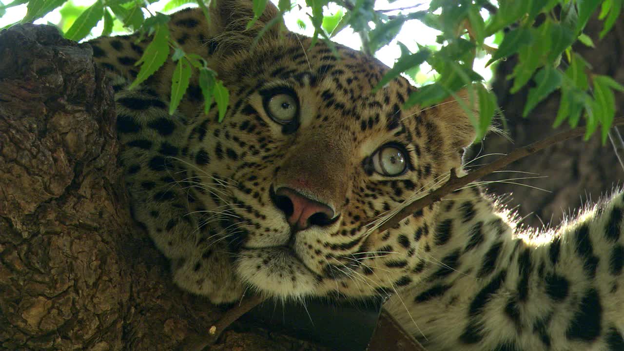 豹在树枝上休息，环顾四周-特写/低角度视图视频素材
