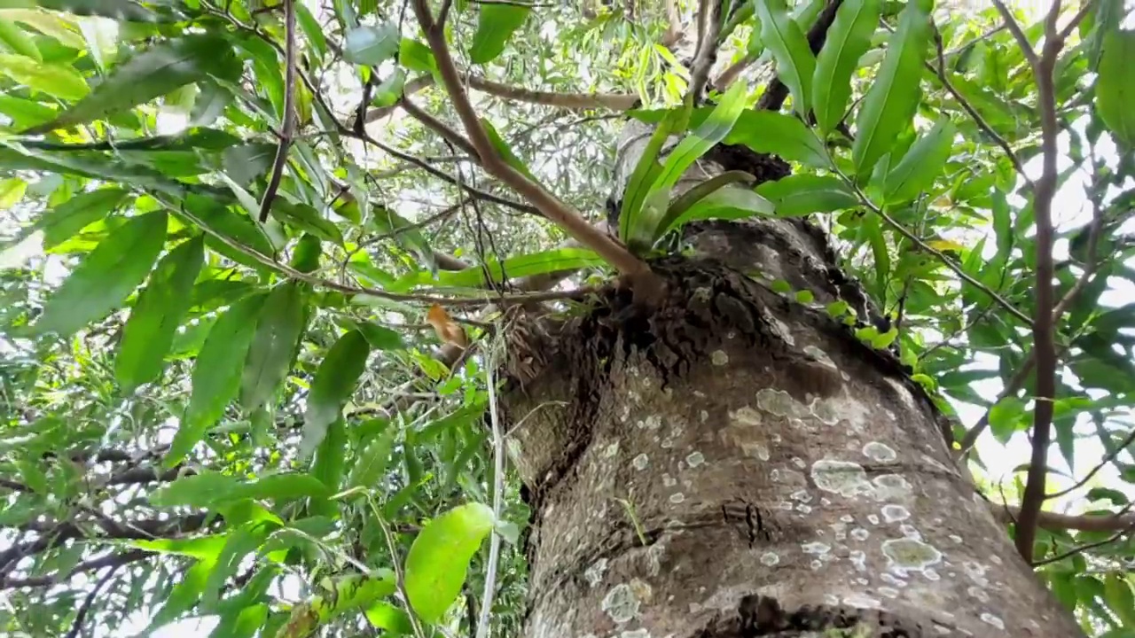 夏日的热带树下，微风轻拂。自然的视频. .视频下载