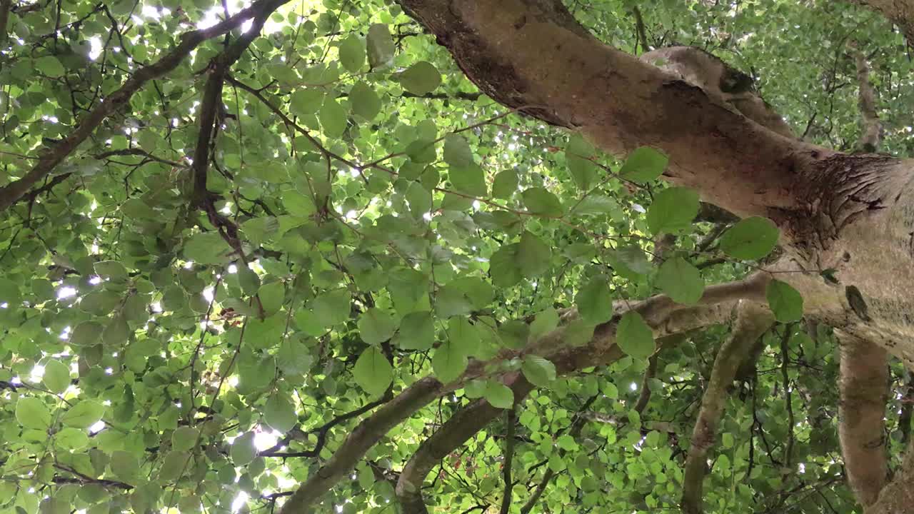 铜山毛榉树冠视频下载