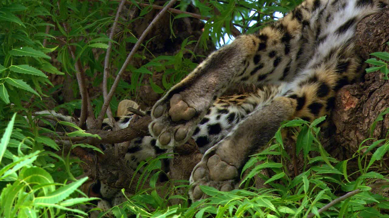 豹在树枝上休息-中拍摄/低角度视角视频下载