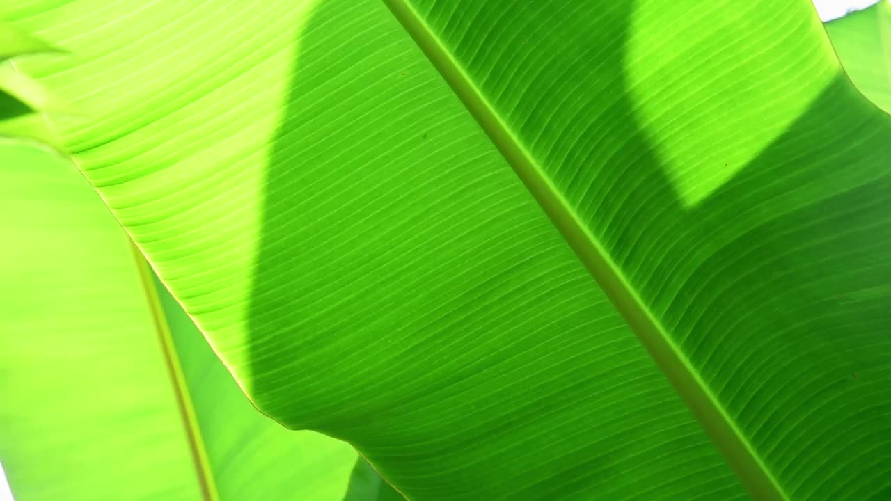 香蕉叶背景和阳光视频下载