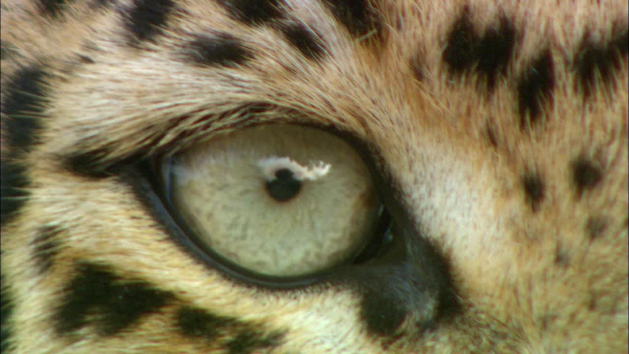 豹子眼睛的特写视频下载