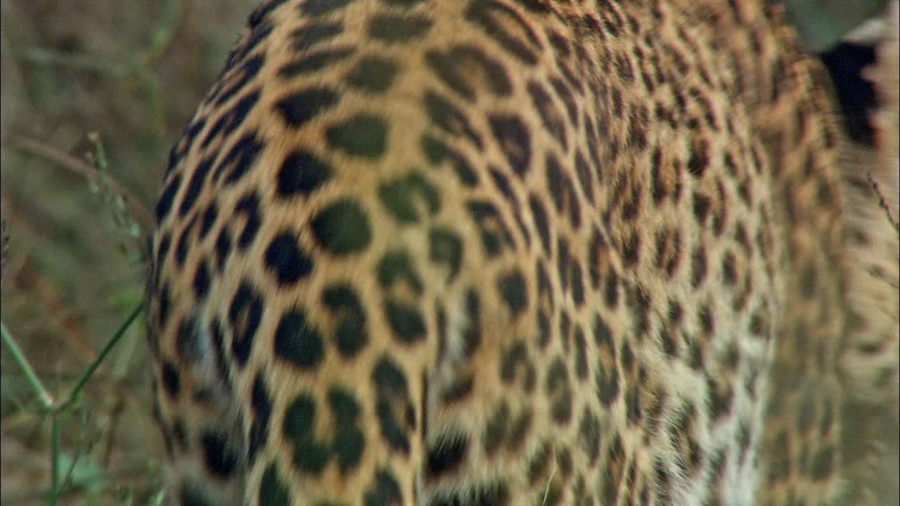 豹在灌木丛中行走的特写镜头视频下载