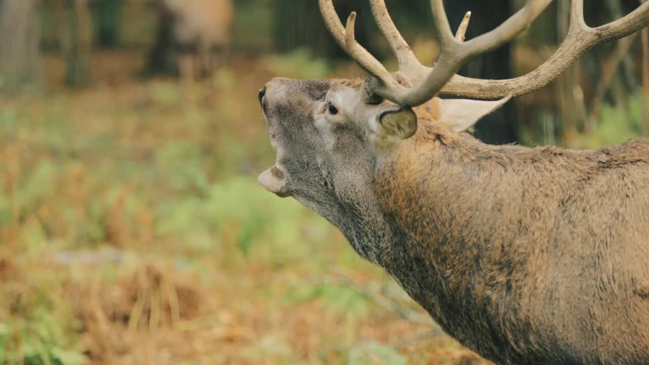白俄罗斯。秋季森林发情期的马鹿或麋鹿雄性吼叫视频下载