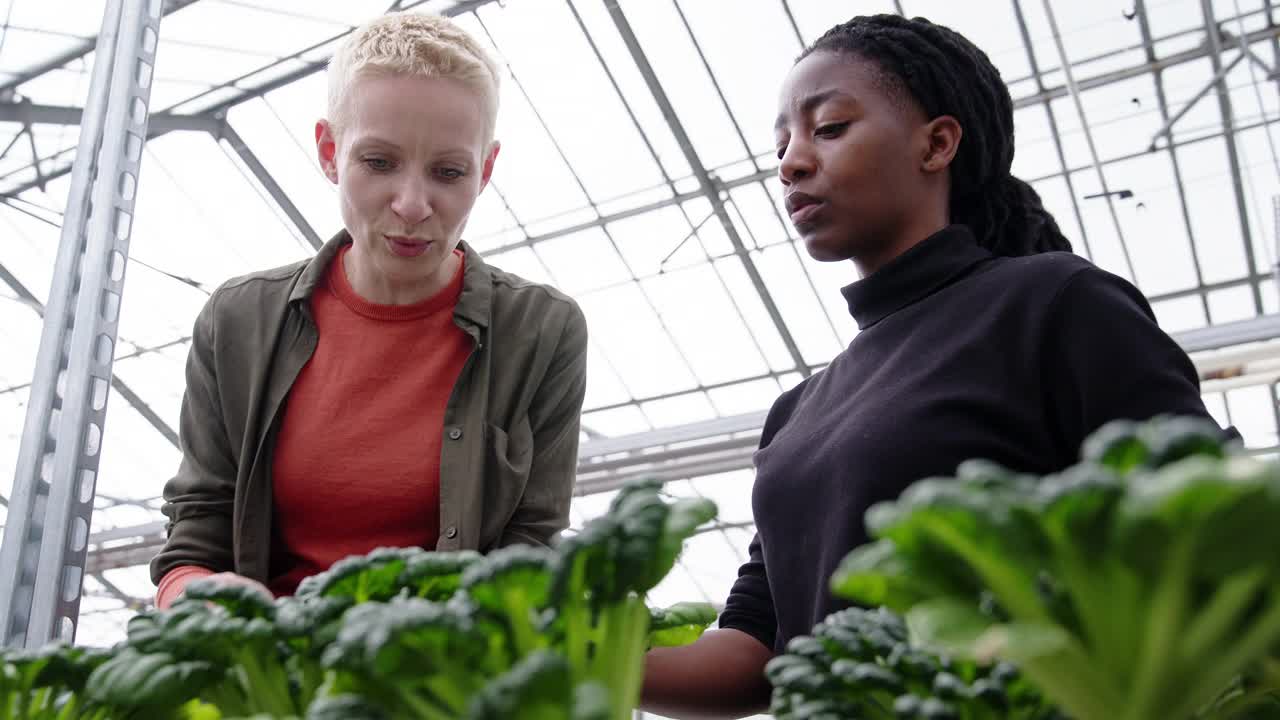 女工们在温室里检查植物并讨论视频素材