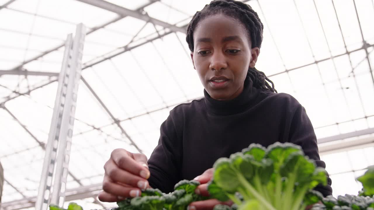 女人照顾植物和微笑在温室视频素材
