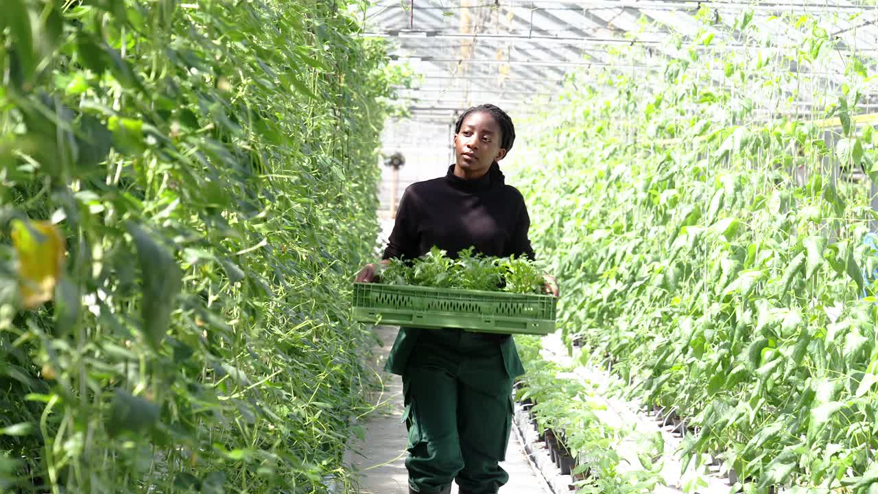 在温室种植园里搬树苗的妇女视频素材
