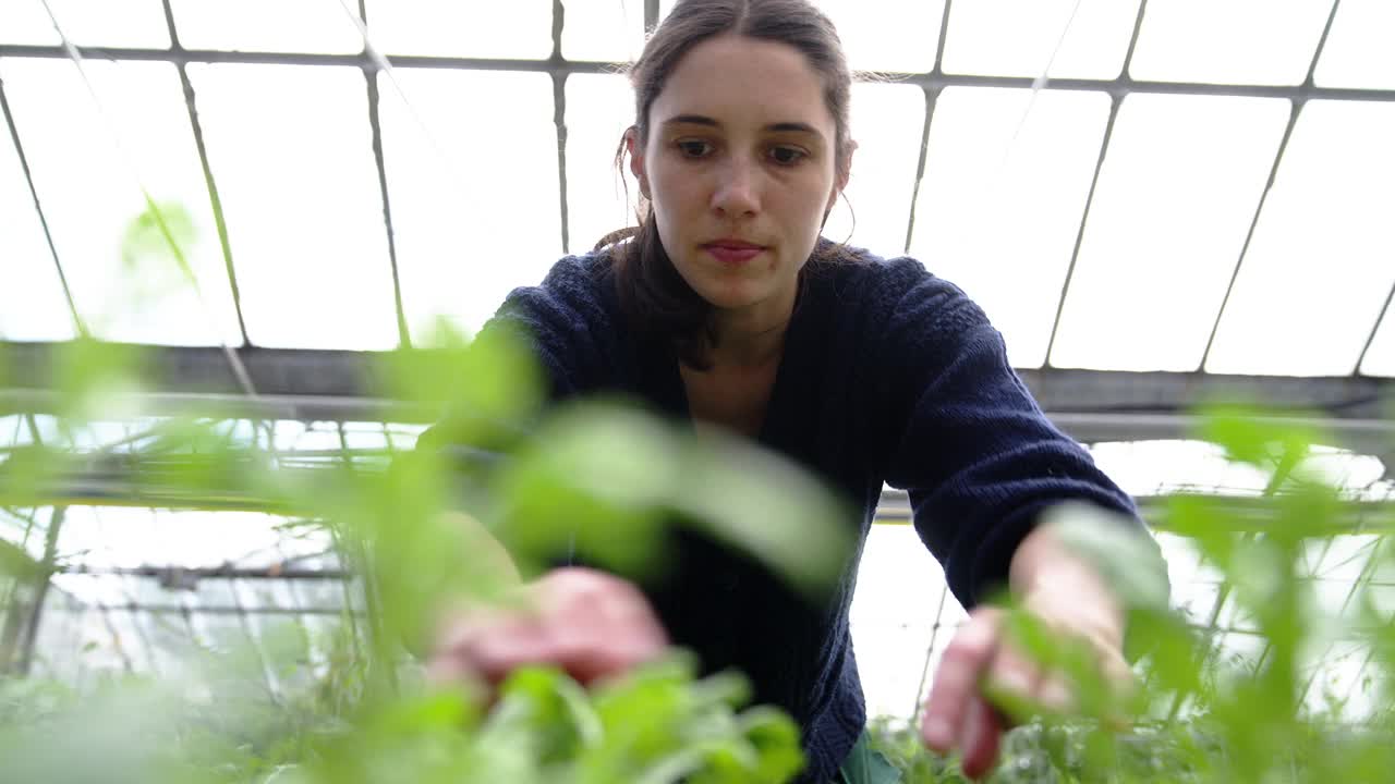 年轻女子在温室种植园工作视频素材