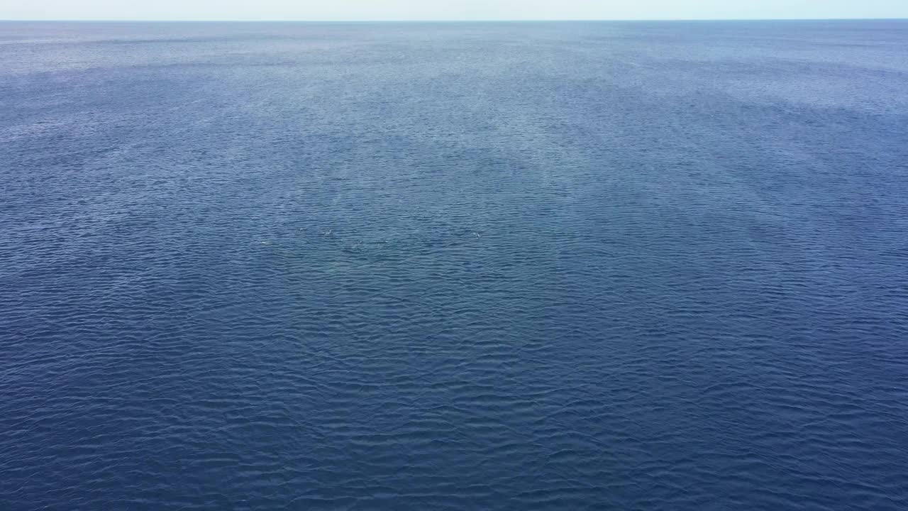 鸟瞰图的海豚群游泳在加勒比海库拉索岛周围视频素材