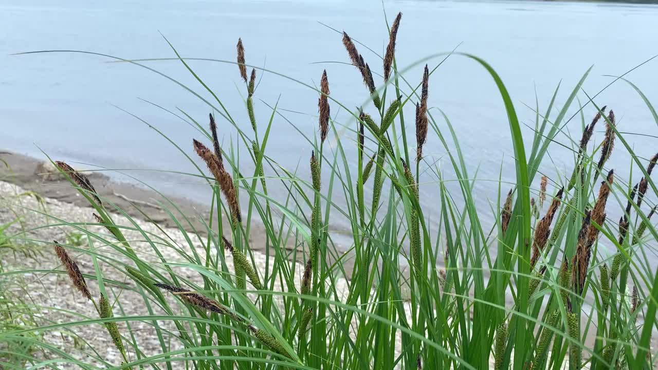 4k，水景观藤条。在河边随风摇曳的芦苇。视频下载