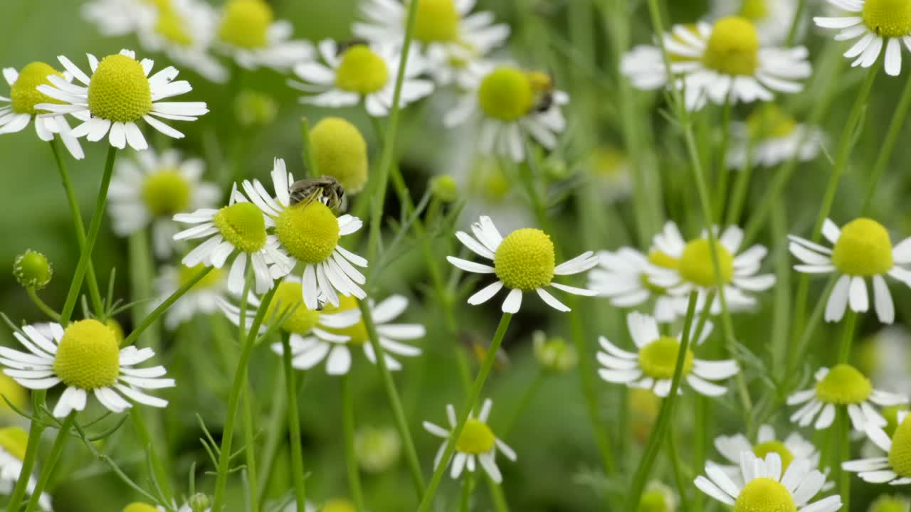 洋甘菊花卉。田野里的白色雏菊在风中摇曳。白色和黄色的甘菊在夏季的草甸，绿色的背景。自然、花卉、春天、生物、动物、环境、生态系统的概念视频素材