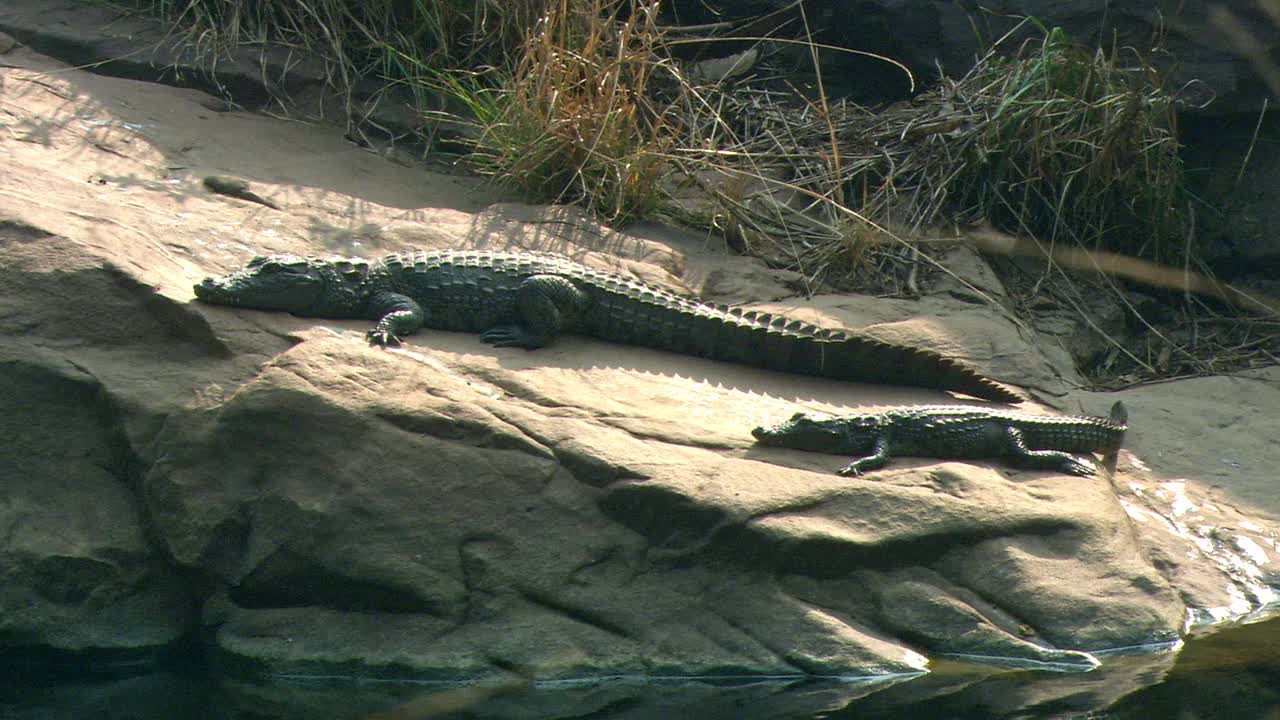 鳄鱼带着婴儿躺在岩石上，向水中移动视频下载