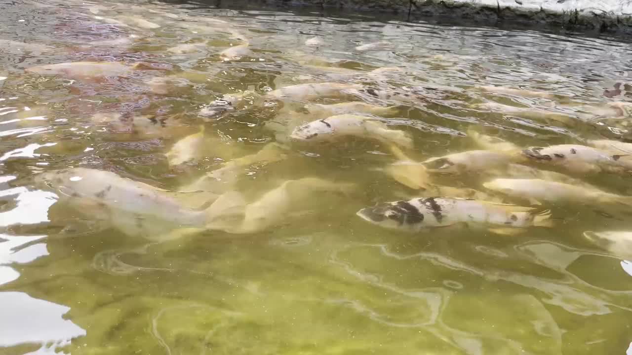 池塘里的一群鱼。视频下载