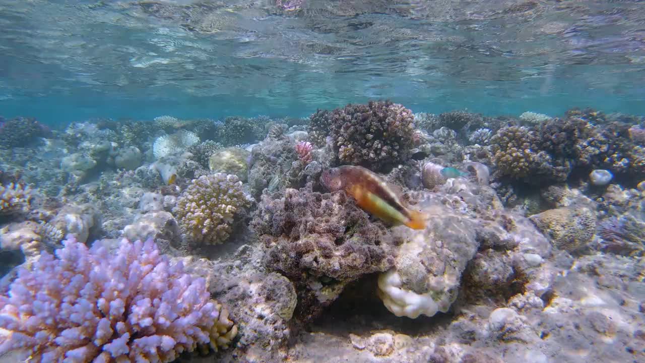 黑暗面的鹰鱼(paracirrites forsteri)在美丽的珊瑚礁在红海-马萨阿拉姆-埃及视频下载