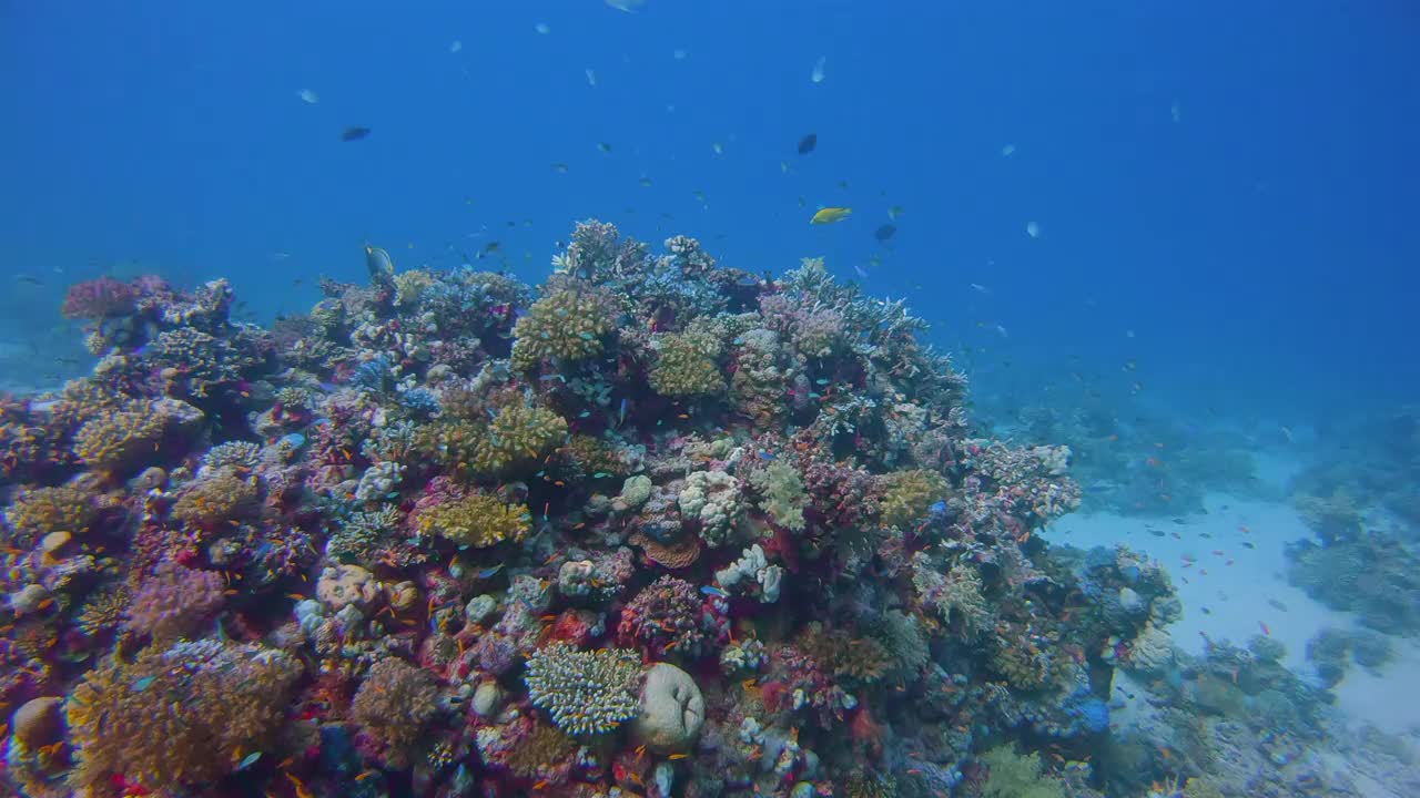美丽的珊瑚礁上有海洋生物和许多小型热带鱼类，绿色Chromis viridis(绿色Chromis)在红海-马萨阿拉姆-埃及视频下载
