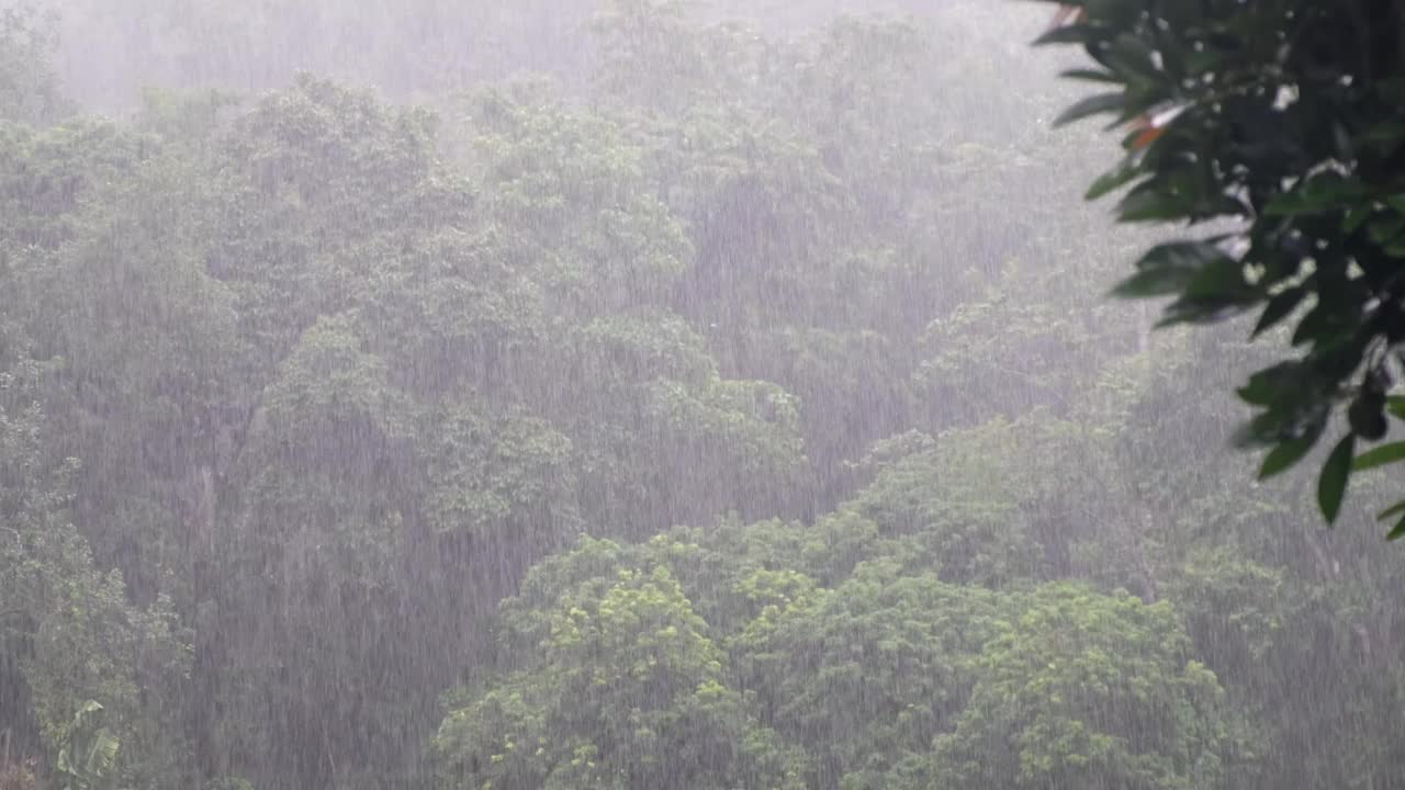 雨落在森林里的树上视频下载