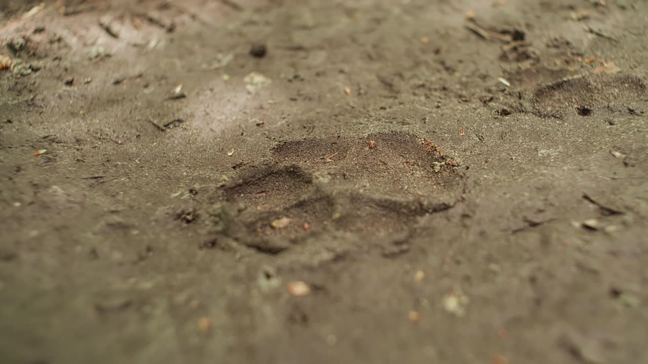 泥地上有鹿的脚印。农村景观视频下载