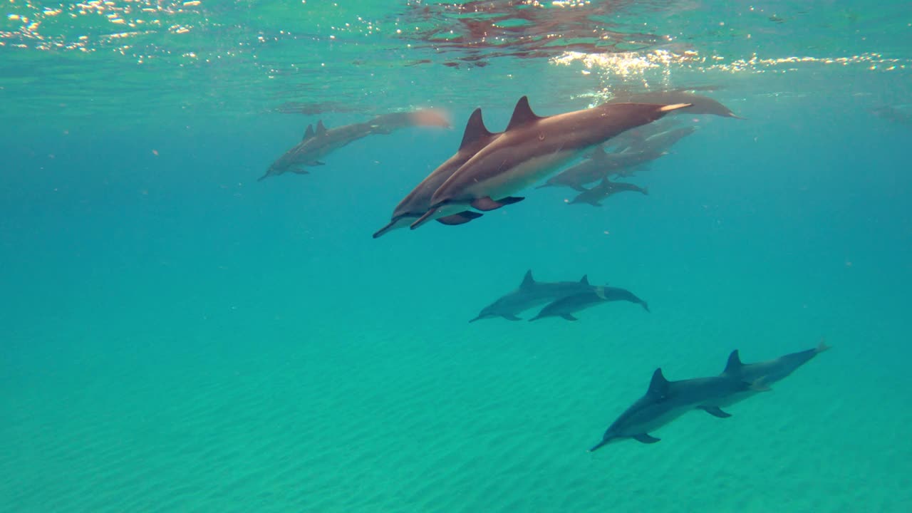 水下跟踪一个大群海豚游泳通过浅蓝的海水-瓦胡岛，夏威夷视频素材