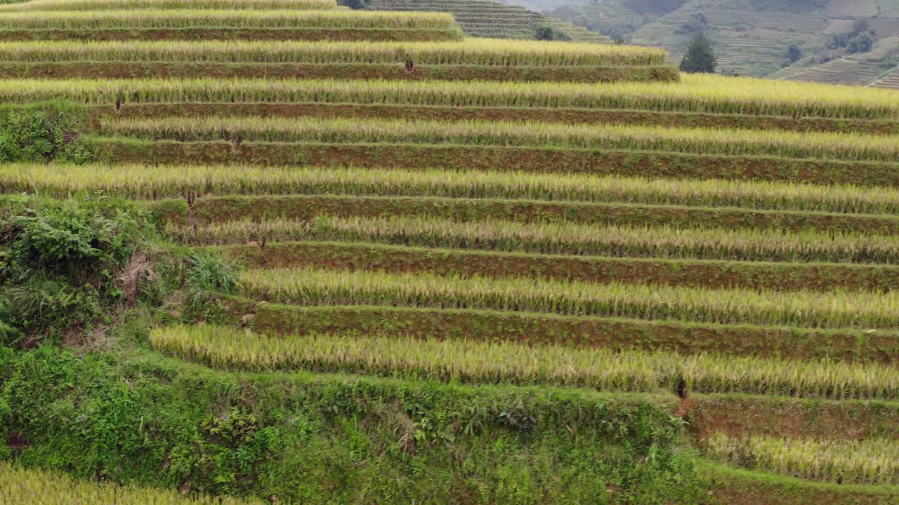 越南，木仓寨，梯田中绿色作物的航拍上升拍摄视频下载