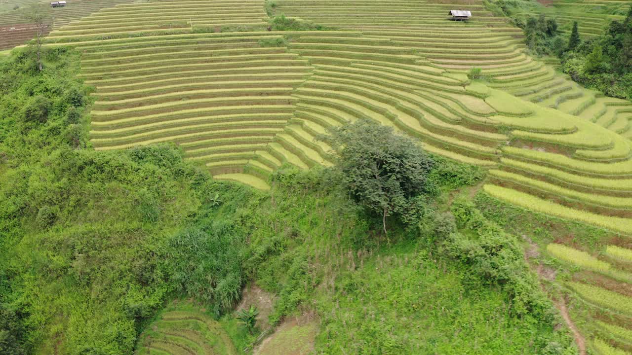 空中摇摄美丽的收获梯田在山丘上-木仓寨，越南视频下载