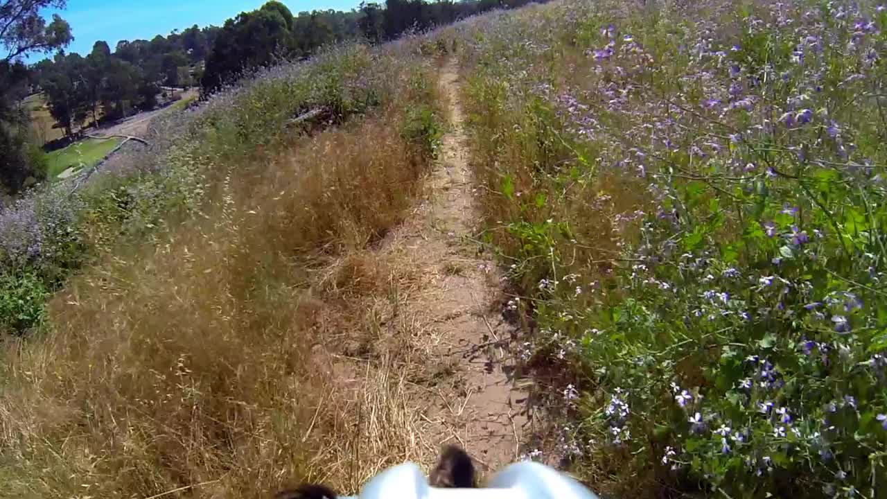 在阳光明媚的日子里植物在景观中的路径-牧场帕洛斯佛得角，加利福尼亚州视频素材
