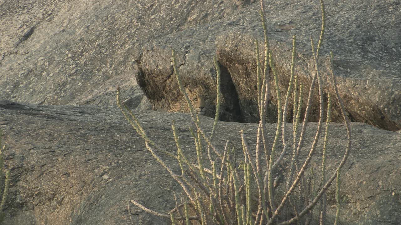 豹坐，休息在岩石斜坡和看地点低角度的观点视频素材