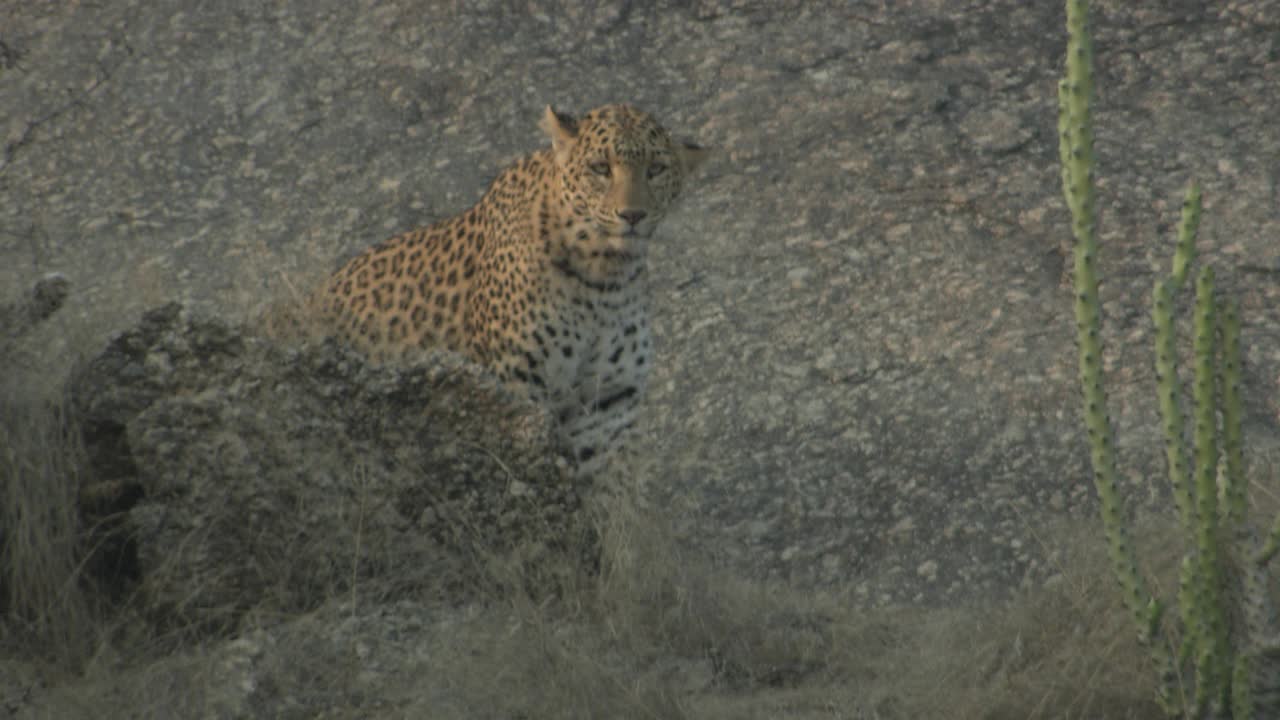 豹用后腿坐在岩石斜坡上，看着相机，摆动它的尾巴-中镜头视频素材