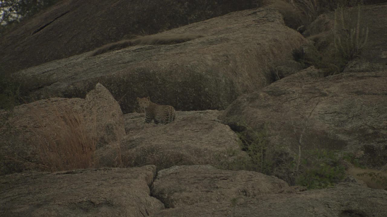 豹在岩石斜坡上攀爬，坐在边缘，环顾四周-低角度的视角视频素材