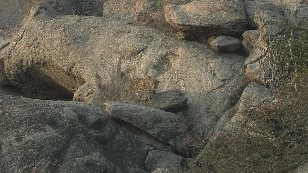 豹在岩石斜坡上行走，看着相机-高角度视角/宽镜头视频素材