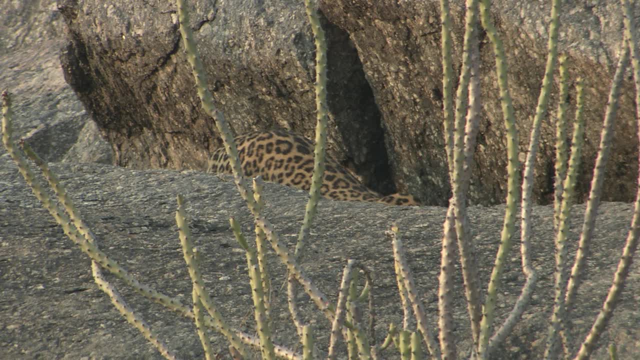豹子走进岩洞-中景视频素材