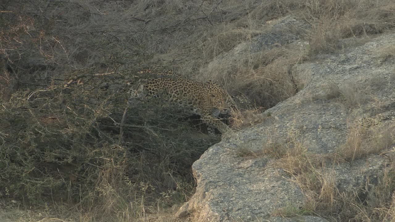 豹子慢慢地在干草地上移动，看着相机的镜头视频素材