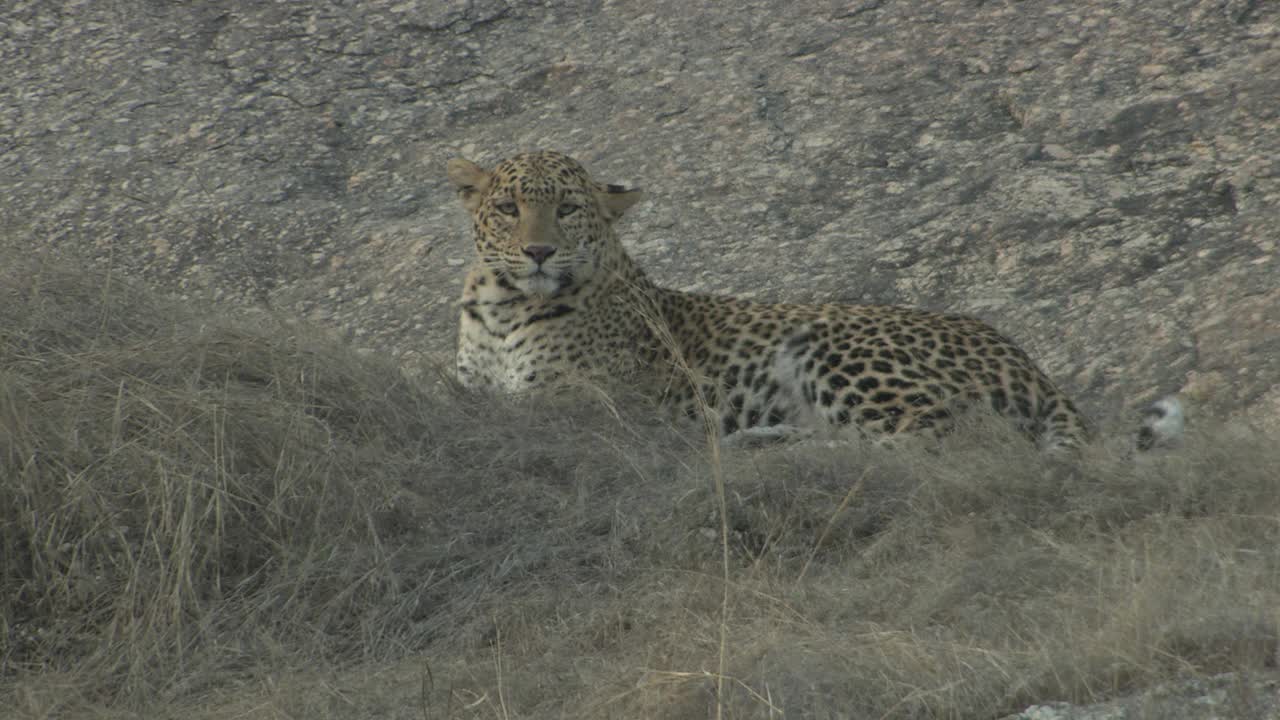 豹坐，休息在岩石坡，看着现场-广角/低角度的观点视频素材