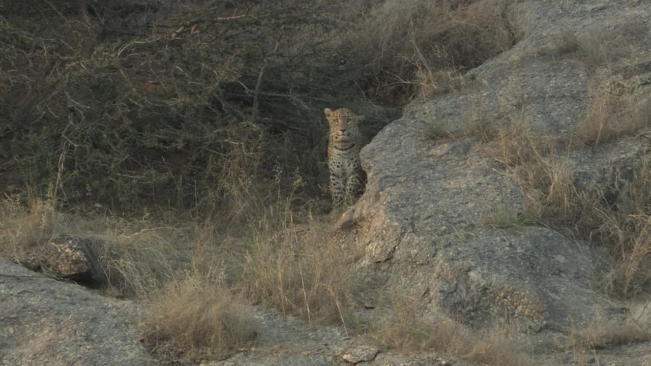 豹转过身去，爬上岩石斜坡-全镜头视频素材