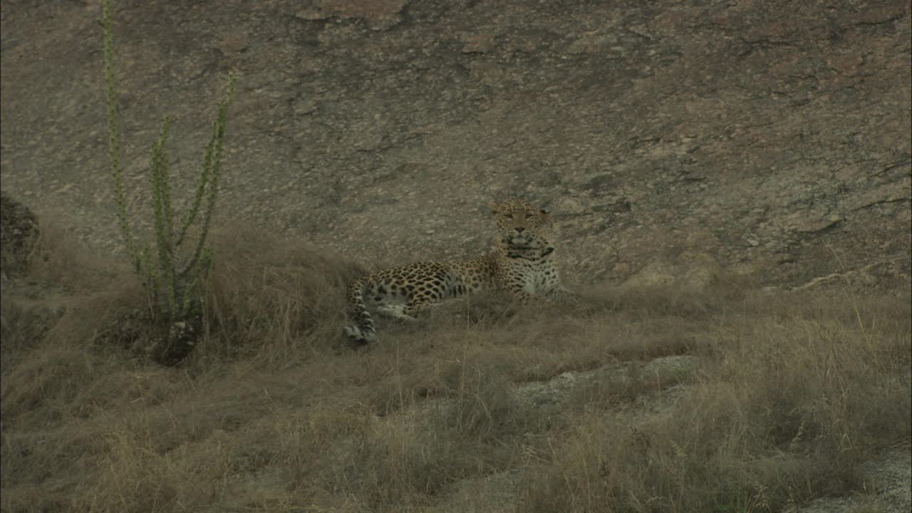 豹休息在岩石斜坡的草地上，看着什么东西，警惕-低角度的观点视频素材