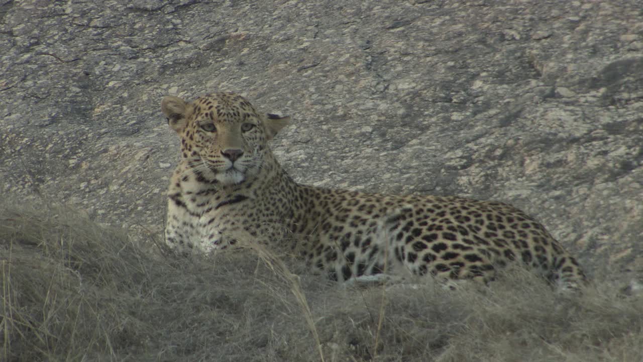 豹坐，休息在岩石坡，看着相机，梳理自广角/低角度的观点视频素材