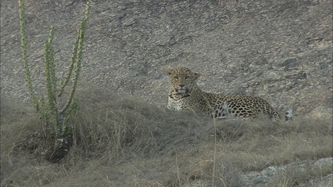 豹坐，休息在岩石坡，得到警戒-广角/低角度的观点视频素材