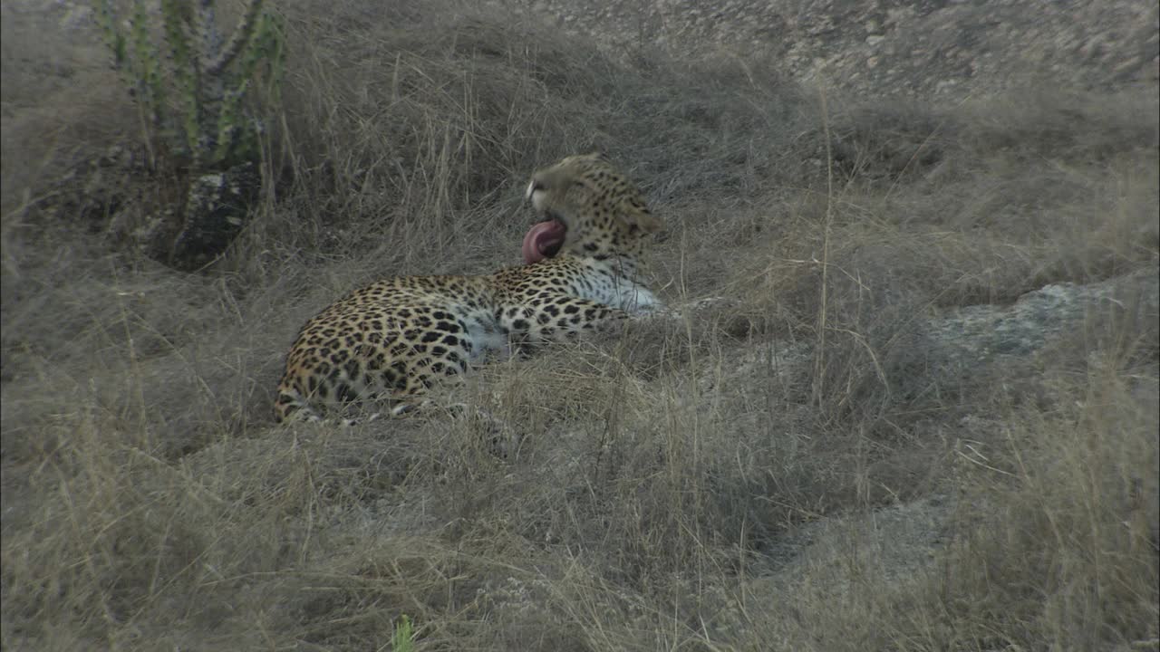 豹休息在岩石斜坡的草地上，梳理自己，环顾四周-低角度的观点视频素材
