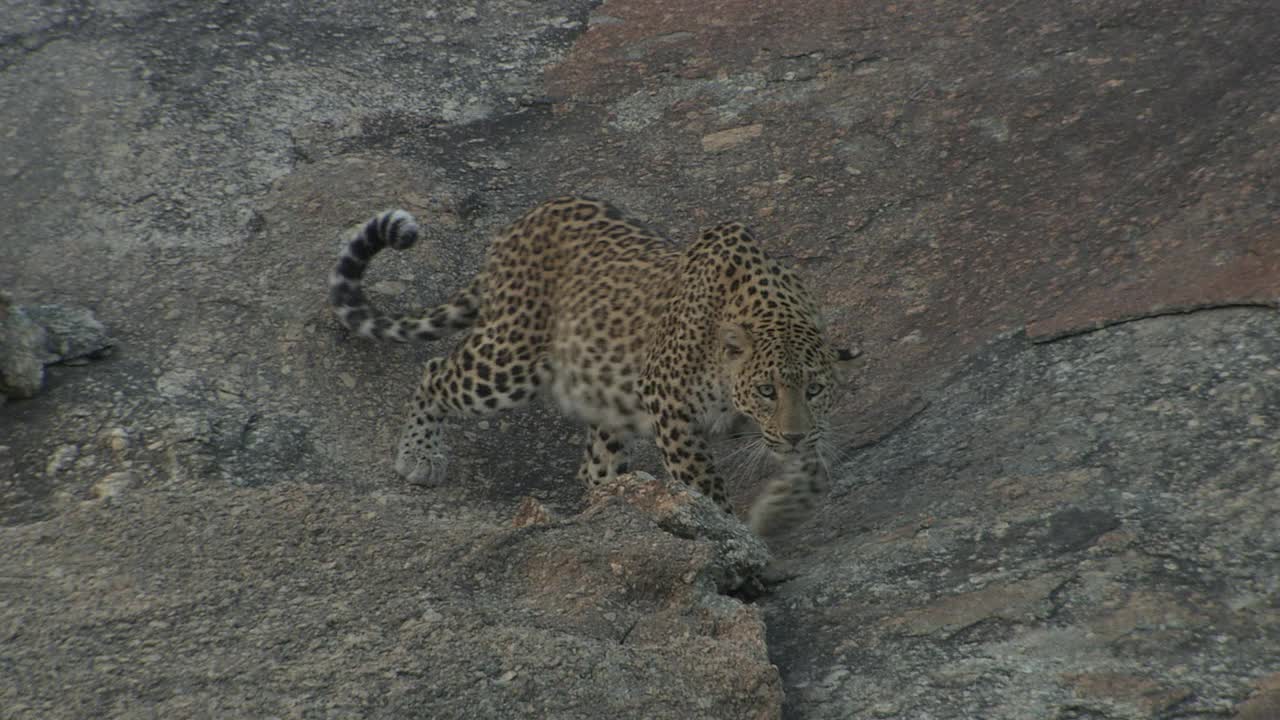 豹子在岩石斜坡上向下移动并逼近摄像机，然后逃跑——宽镜头视频素材